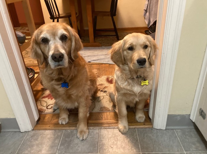 Orly and Cali, both golden retrievers, sit and wait for their dinner
