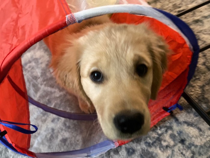 3-month-old Orly, a golden retriever, peers from a red play tunnel