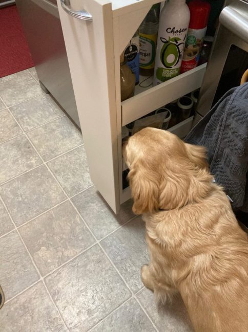 Golden puppy sniffs spice jars on a pull-out shelf