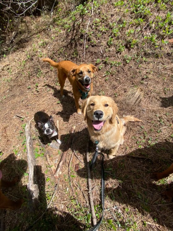 7-month-old golden retriever Orly sits with 2 other dogs