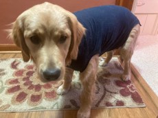 Golden puppy orly wears a dark blue onesie