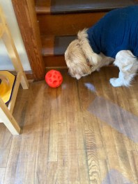 Orly chases an orange treat ball