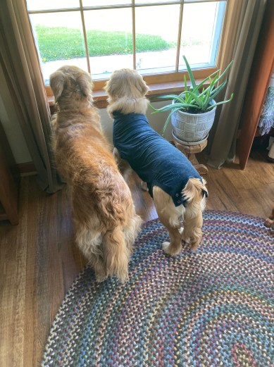 Cali and Orly, both golden retrievers, stand at a large window