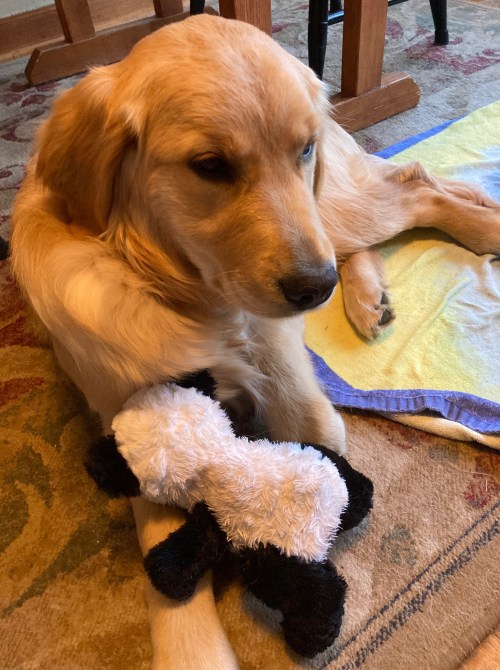 Golden retriever puppy Orly cuddles a black-and-white panda toy