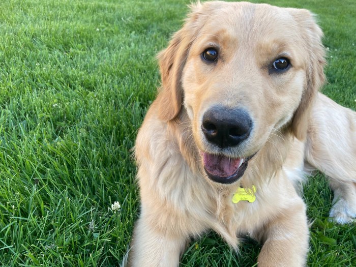 8 month old golden retriever Orly smiles for the camera