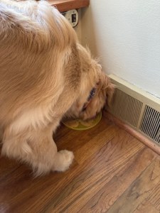 Golden puppy Orly licks peanut butter off of a plate
