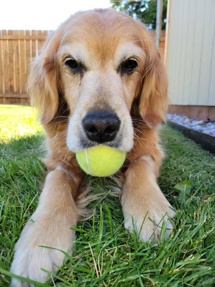 Golden retriever Cali holds a tennis ball