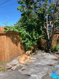 Orly gazes up at the cherry tree