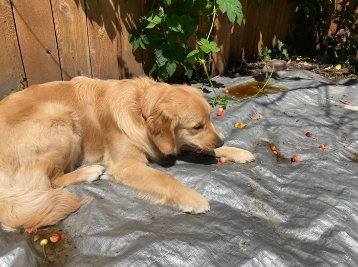 Orly eats cherries that have fallen onto a silver tarp near the tree