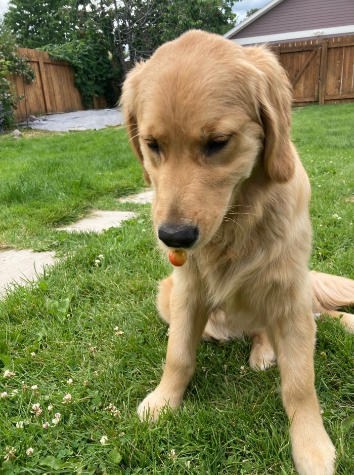 Golden retriever pup Orly has a cherry dangling from her mouth