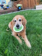 Cali sits on grass holding a green disc toy