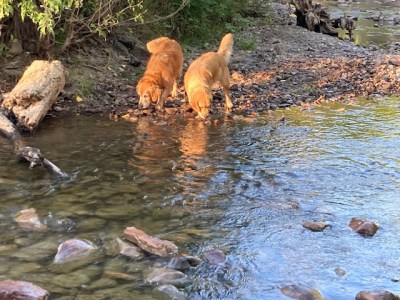 Golden retrievers Cali and Orly play in a shallow river near our house.