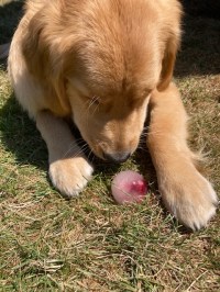 9-month-old Orly, a golden retriever, licks a frozen treat
