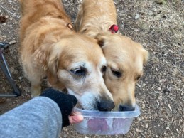 Cali and Orly lick a bowl clean