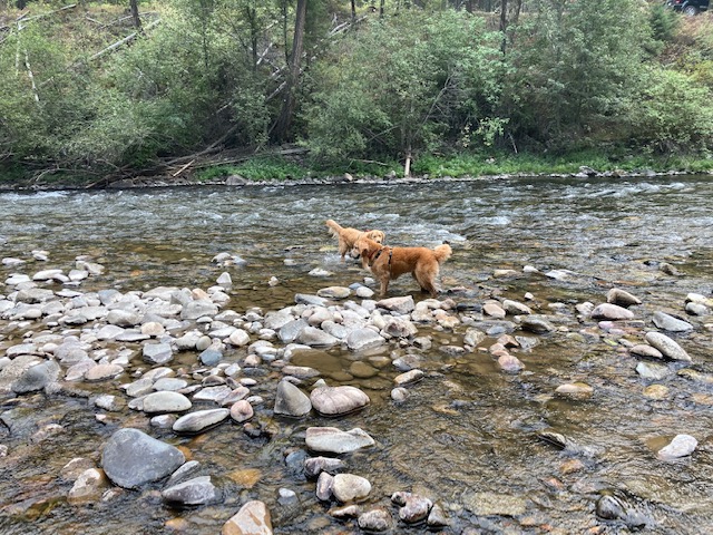 Cali and Oly, both golden retrievers, play in a rocky creek