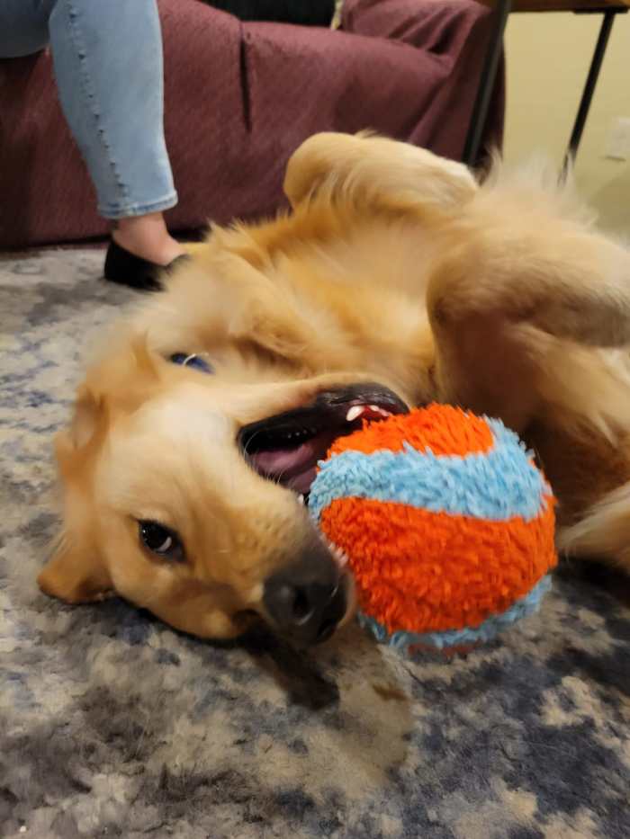 Golden retriever Orly plays with a huge, soft, blue and orange ball