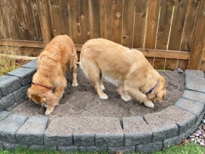 2 golden retrievers dig in a sand-filled pit