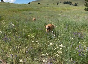 2 golden retrievers run in a huge meadow with tall grasses