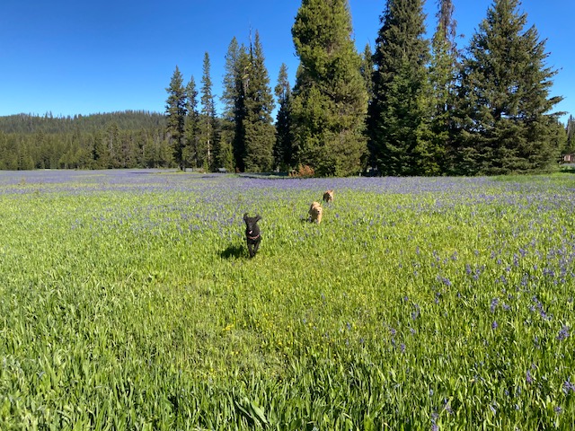 A black poodle and 2 goldens run through a field of purple flowers