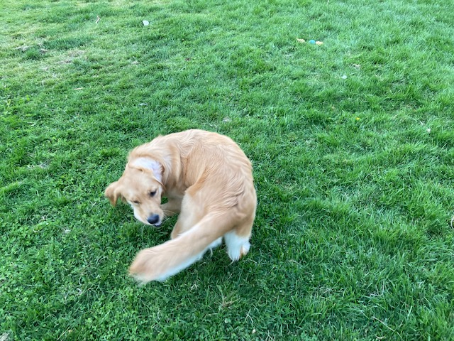Golden retriever puppy arcs her body to grab her tail