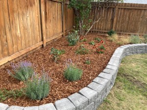 Newly planted shrubs and mulch in a newly landscaped bed