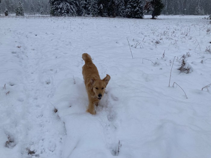 Golden retriever Orly runs through a snowy meadow