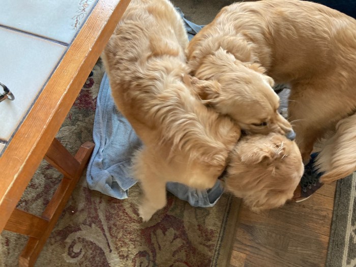 Orly and Spirit, both golden retrievers, play