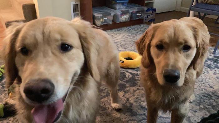 Two similar-looking golden retrievers smile for the camera