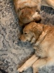 Two golden retrievers rest, their heads nestled against one another.