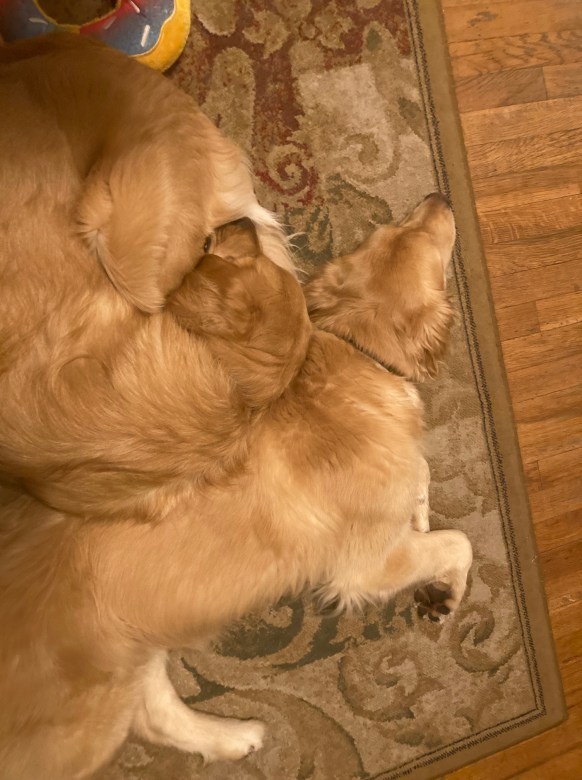 Orly and Spirit, similar-looking golden retrievers, nap together