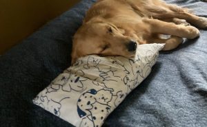 Golden retriever Orly rests her head on a small pillow whose pillowcase has drawings of cartoon dogs
