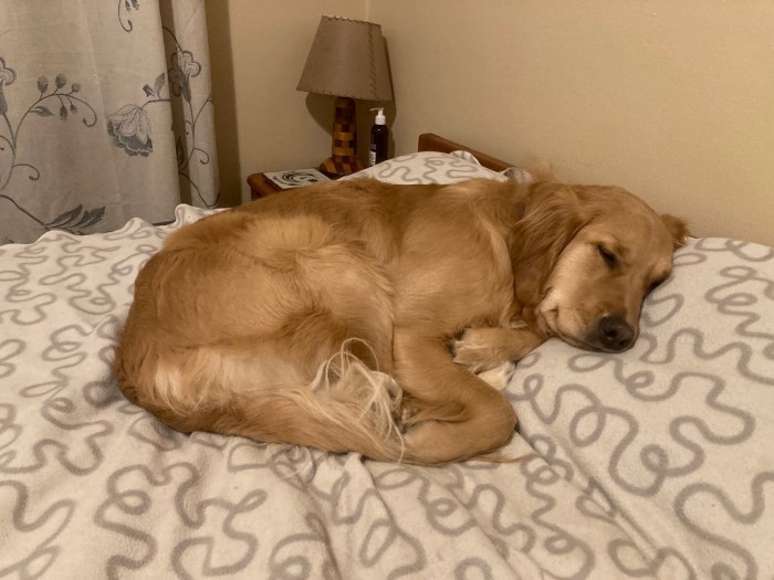 15-month-old golden puppy Orly curls up on a large bed, with her head on the pillow