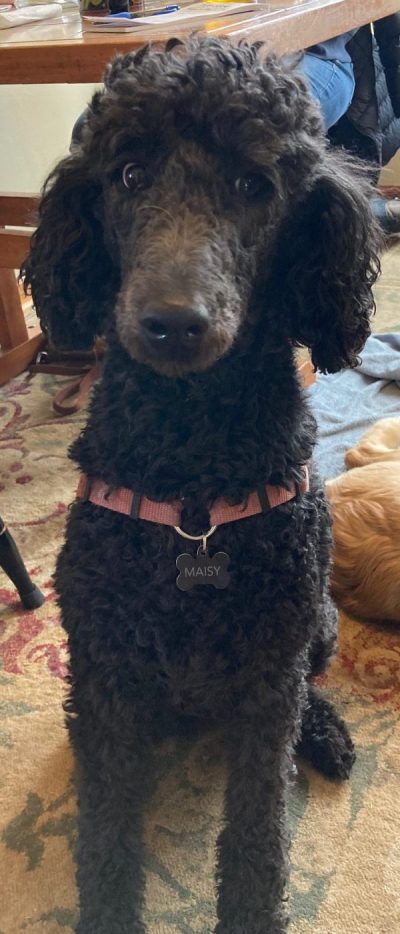 Maisy, a black standard poodle, sits