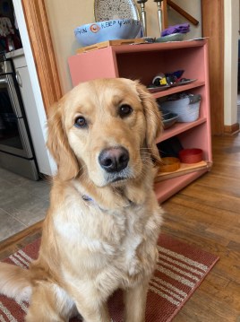 Orly, a golden retriever, sits for her photo