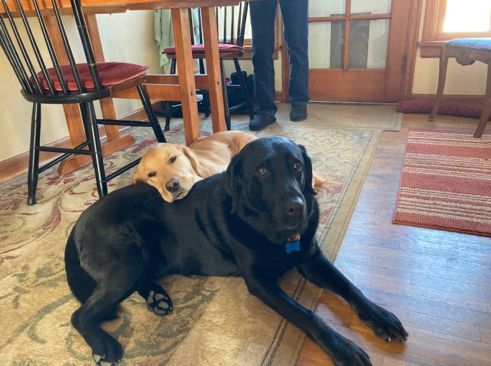 Fully grown, golden Orly rests her head on black Lab Koala's back