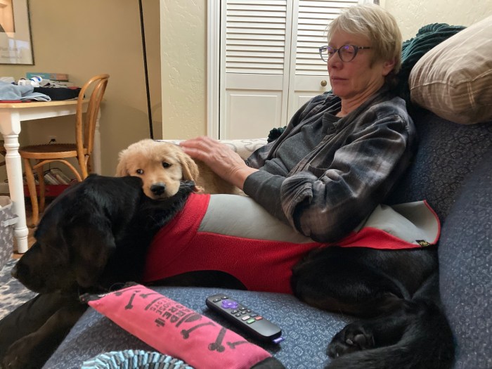 9-week-old golden puppy Orly rests on black lab Koala's back