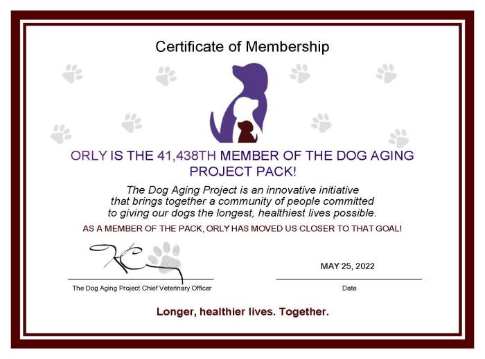 Orly's certificate identifies her as the 41,438th member of the Dog Aging Project pack.