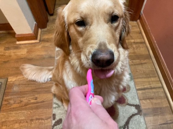 Golden retriever Orly sits as her teeth are brushed with a pink toothbrush