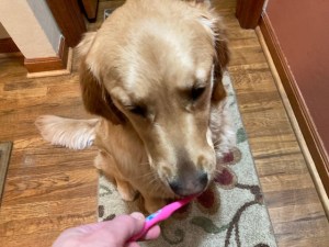 Golden Orly licks the toothbrush clean after brushing her teeth