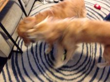 Goldens Dora and Cali play in a blur of golden fur