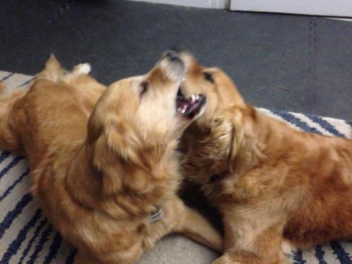 Doar and Cali, both golden retrievers, mouth-wrestle on a blue and white rug