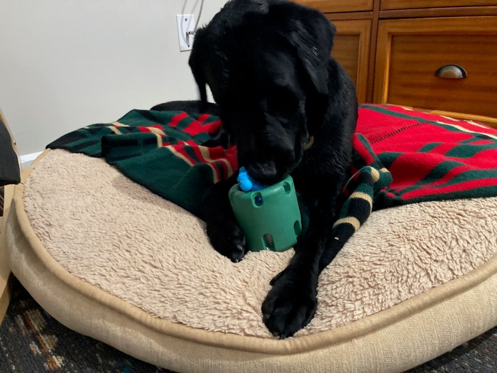 Black lab Ida holds a green rubber toy with her right paw while chewing on a Nyladbone wedged inside it