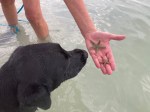 Ida inspects two small starfish on Deni's hand