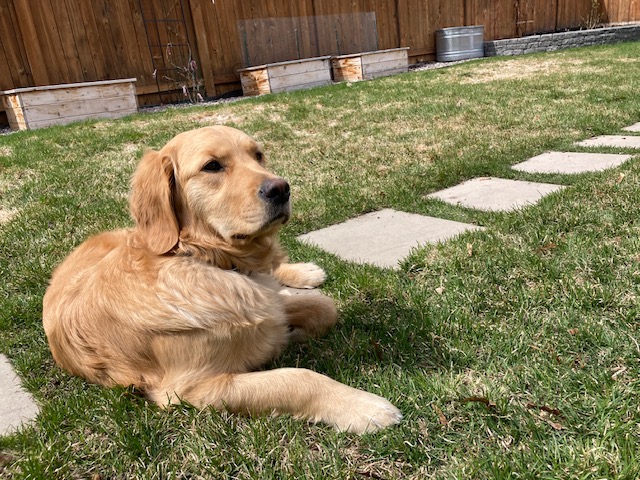 Golden retriever Orly reclines on patchy green grass 