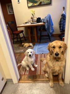 Tiny Dotty, a white golden retriever puppy, was much smaller than big sister Orly in May, when she arrived.