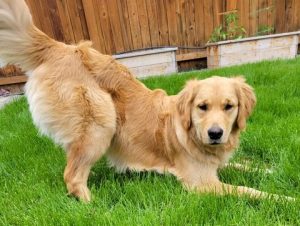 Golden retriever Orly, standing on grass, play bows