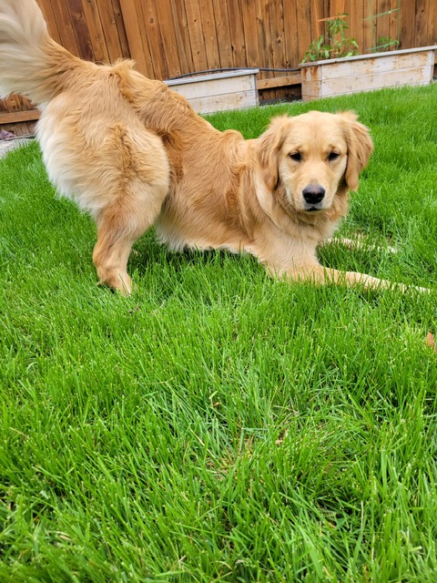 Golden retriever Orly, standing on grass, play bows