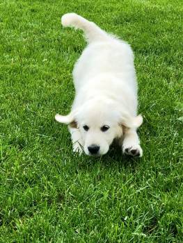 9-week-old golden pup Dotty runs with hears flying out to the sides