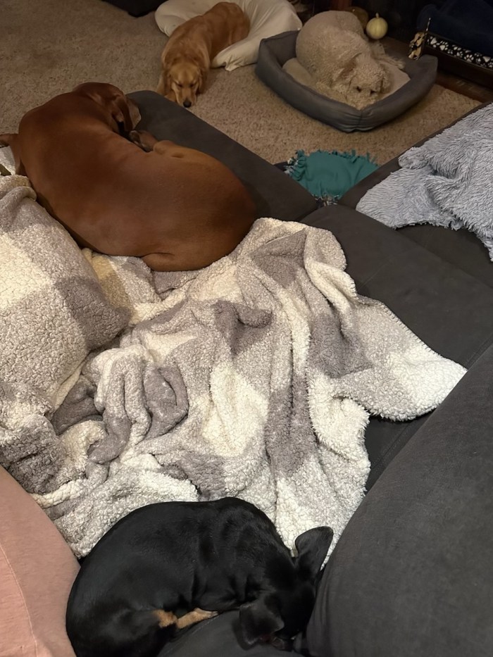 3 dogs sleep in dog beds, while golden Orly looks around to see if one wants to play