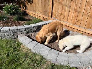 Golden retriever puppies Dotty and Orly dig in a sand pit designed as a dog digging pit